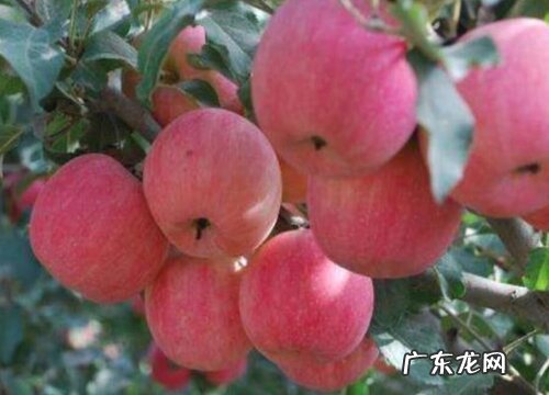 红富士苹果原产地在哪里