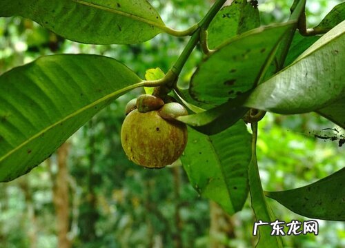 湖南可以种山竹吗