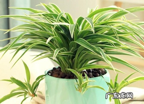 吊兰秋天怎么养护才能更旺盛