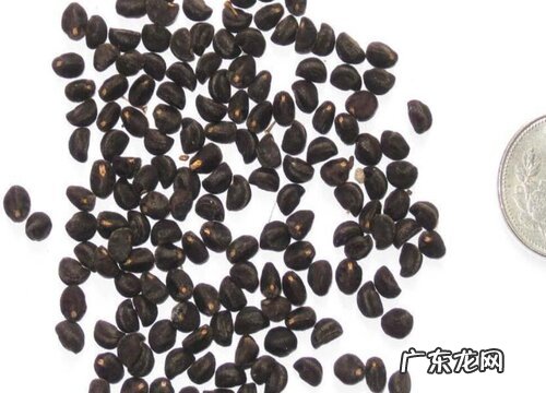 矮牵牛花种子什么时候播种最好