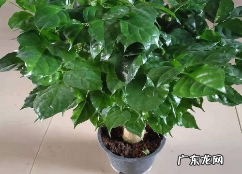 幸福树秋天怎么养护合适