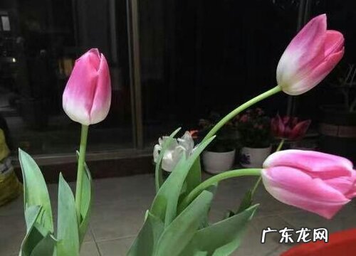 郁金香原产地在哪里