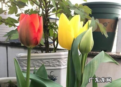 郁金香原产地在哪里