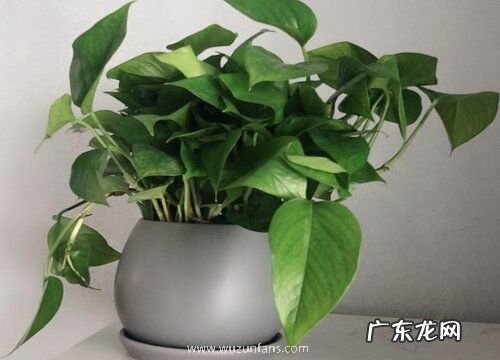 绿萝秋天怎么养护