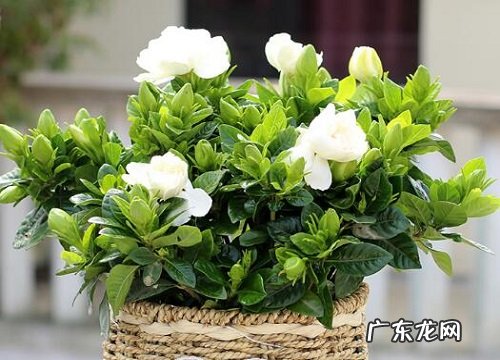 栀子花秋天怎么养护