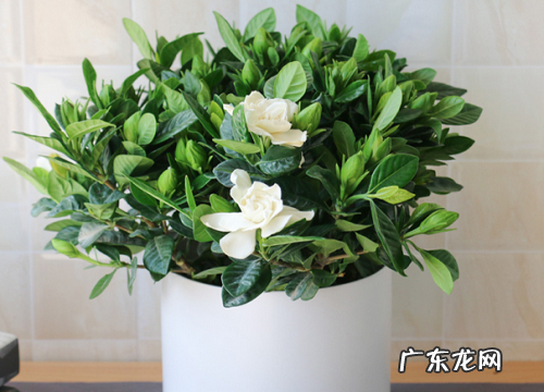 栀子花秋天怎么养护