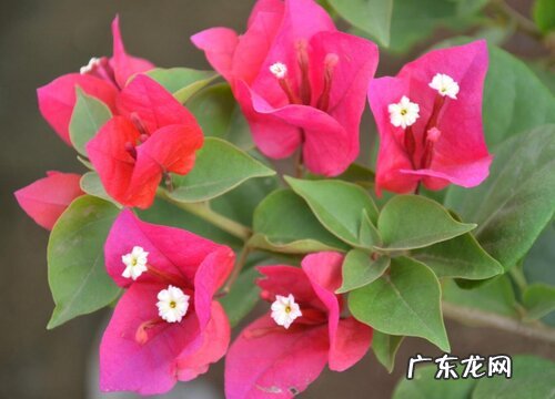 三角梅多久开花一次