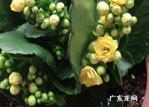 长寿花多久开花一次