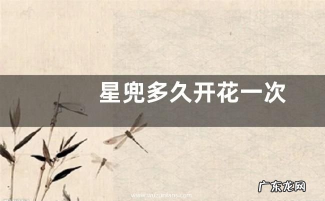 星兜多久开花一次