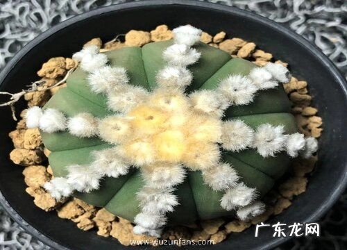 星兜多久开花一次