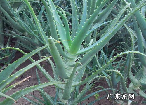 龙爪多久开花一次