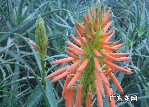 龙爪多久开花一次