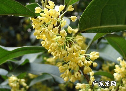 桂花多久开花一次