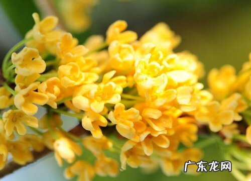 桂花多久开花一次