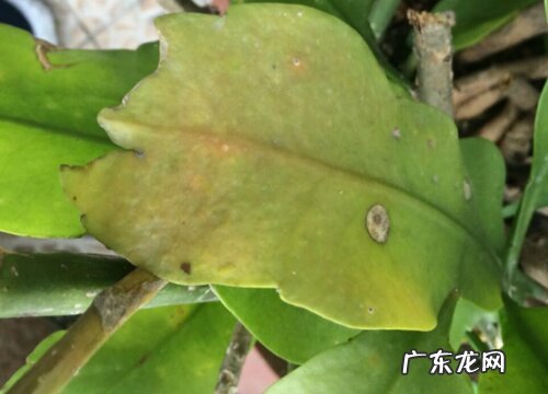 昙花叶子发黑怎么办