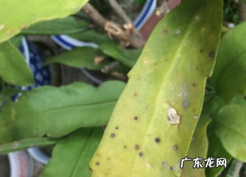 昙花叶子发黑怎么办