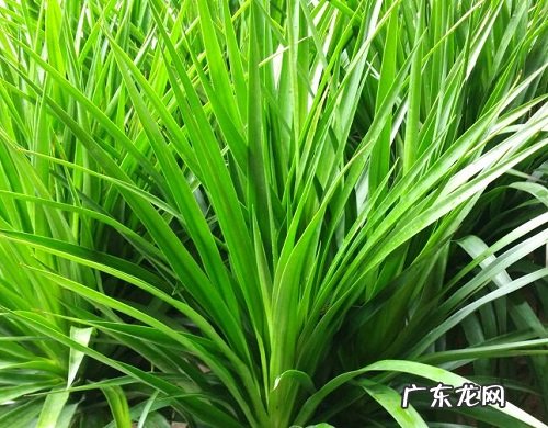 龙须树可以浇啤酒吗 浇啤酒水正确方法