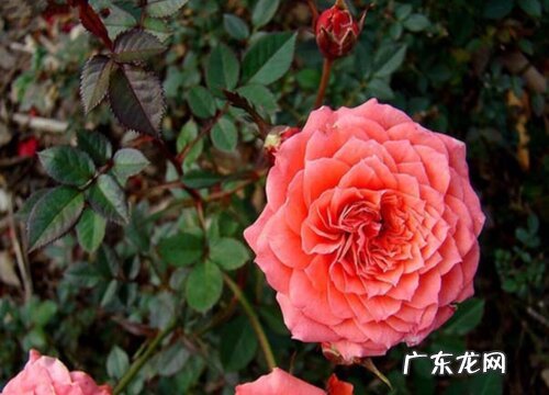 玫瑰多久开花一次