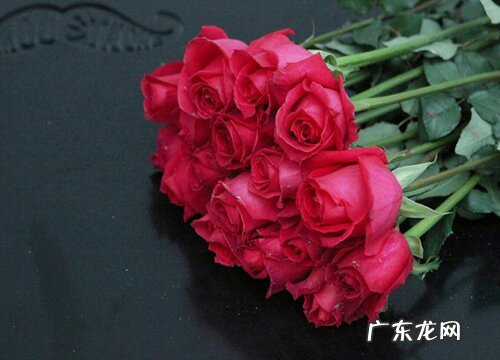 玫瑰多久开花一次