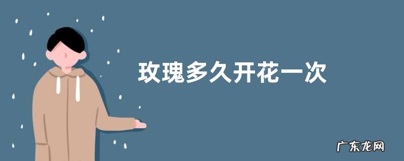 玫瑰多久开花一次