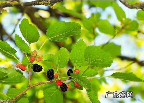 桑树是雌雄同株吗