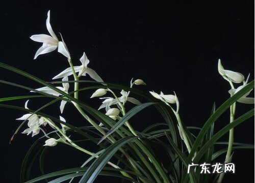 夏天兰花怎么养护