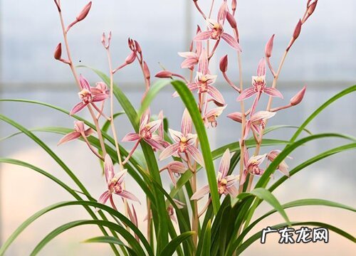 夏天兰花怎么养护