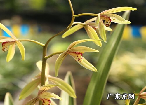 夏天兰花怎么养护