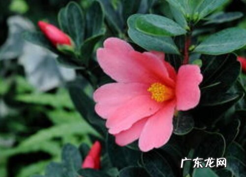茶花夏季怎么养护