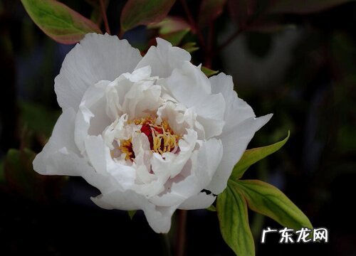 茶花夏季怎么养护