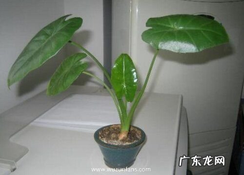 滴水观音夏季怎么养护