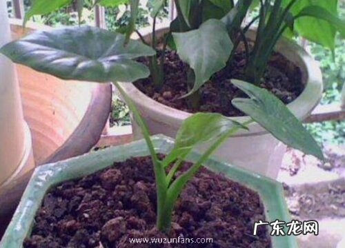 滴水观音夏季怎么养护