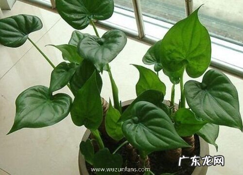 滴水观音夏季怎么养护