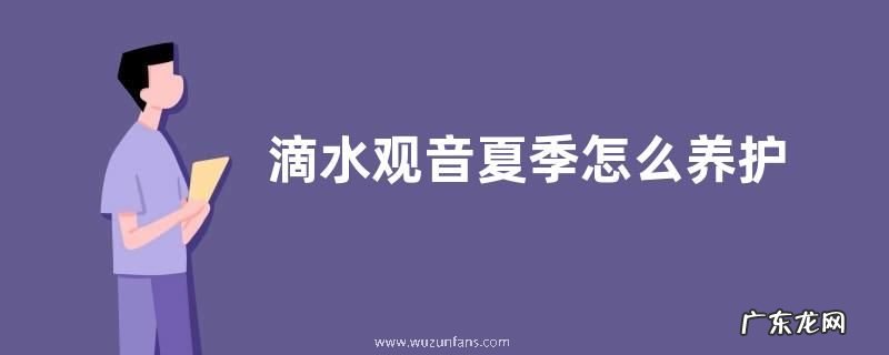 滴水观音夏季怎么养护
