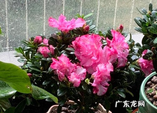 杜鹃花好养吗 家养方法和注意事项