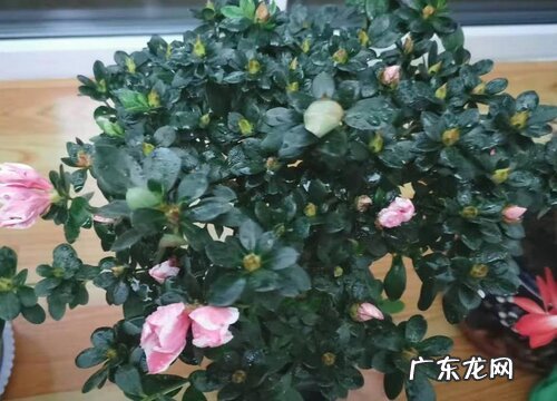 杜鹃花好养吗 家养方法和注意事项