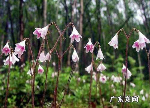 忍冬科植物有哪些