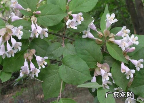 忍冬科植物有哪些