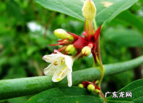 忍冬科植物有哪些