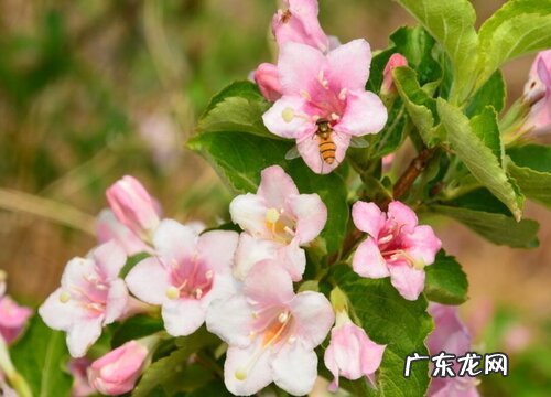 忍冬科植物有哪些