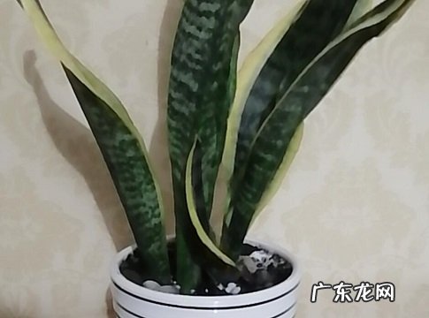 虎皮兰开花预示着什么意思