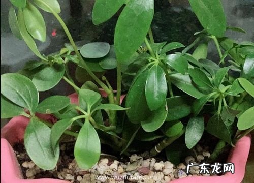 八方来财树开花预示着什么意思