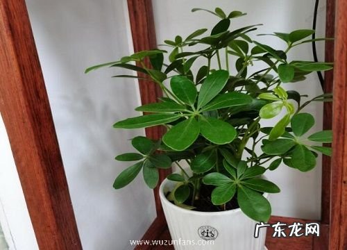 八方来财树开花预示着什么意思