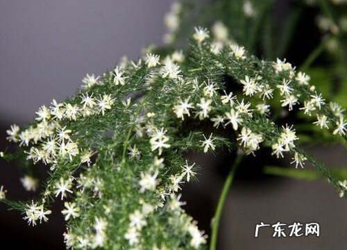 文竹多久开花一次