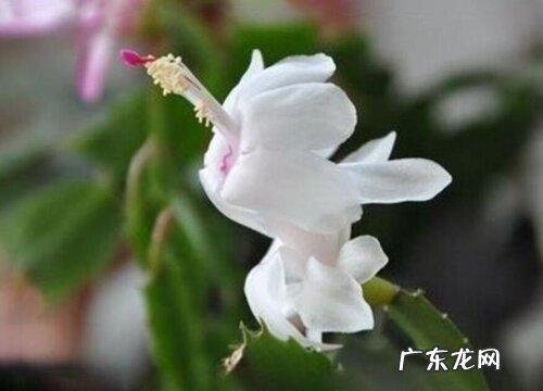 蟹爪兰多久能开花