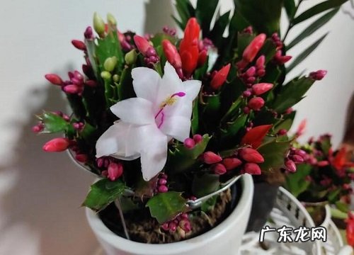 蟹爪兰多久能开花