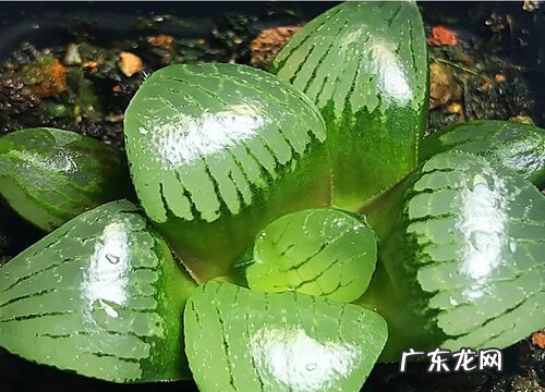 玉露多久开花一次