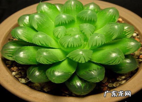 玉露多久开花一次