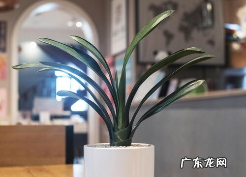 君子兰放什么位置好