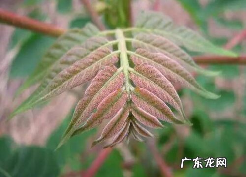 香椿树开花预示着什么意思